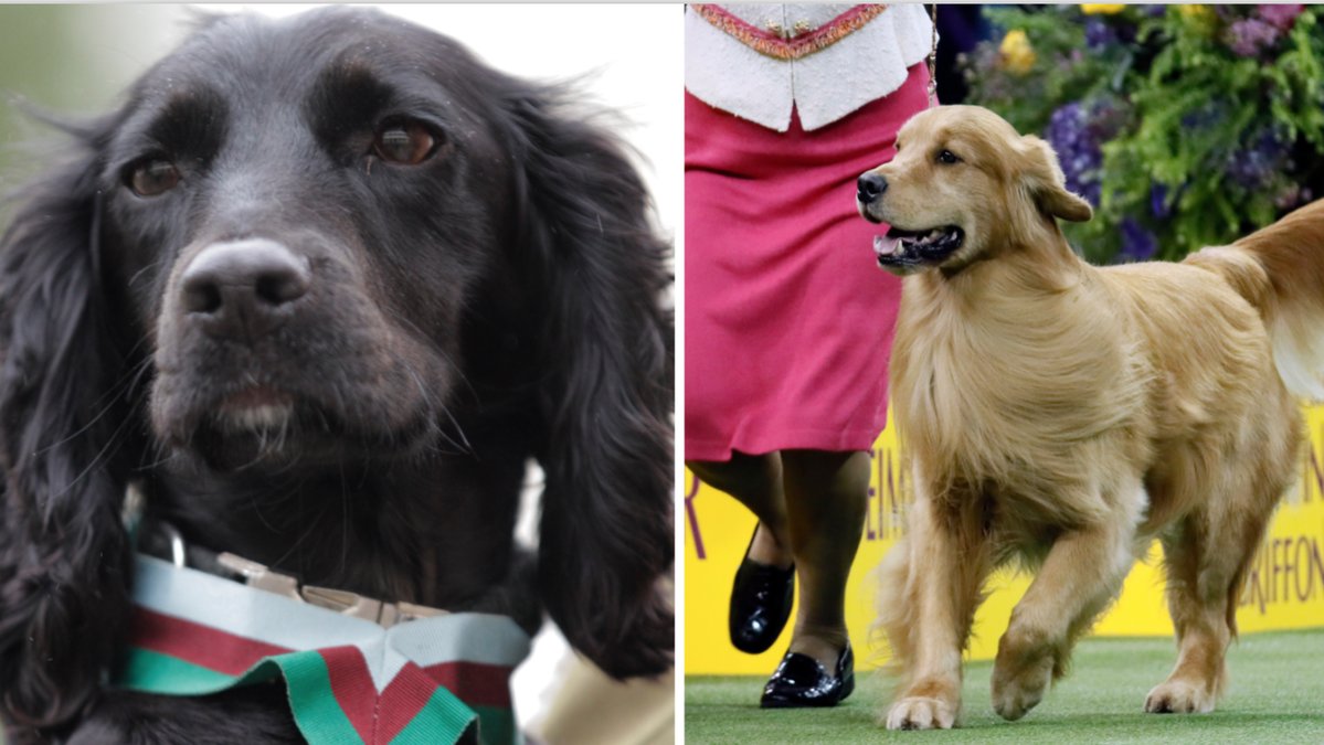 Troligtvis väljer du din hundras baserat på dina egna personlighetsdrag.