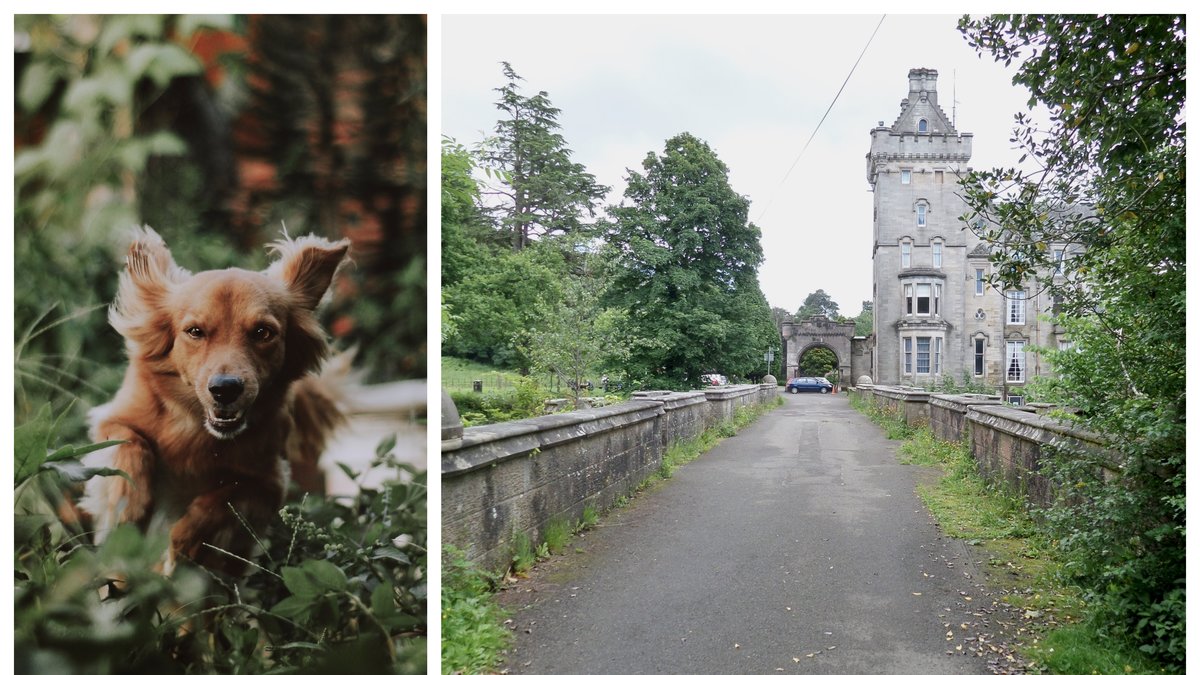 Över 50 hundar har hoppat mot sin död vid Overtoun bridge i Skottland.