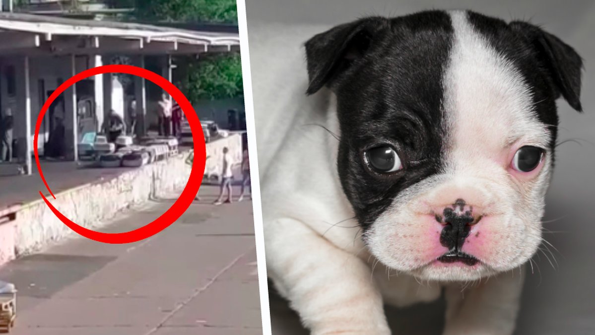 Döda hundvalpar
