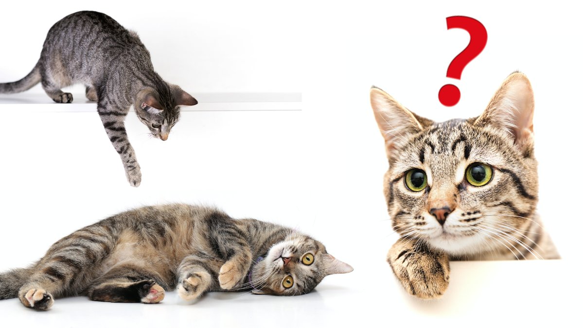 Ar-katt-pastaendet-sant-eller-falskt