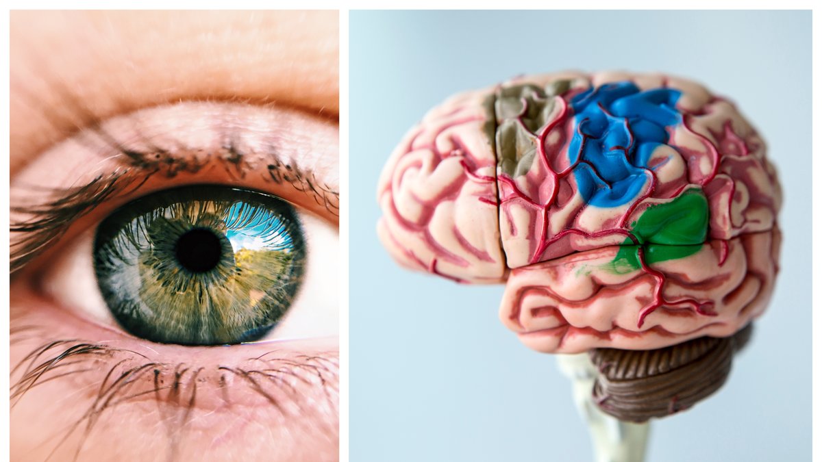 Människans kropp har alltid varit, och är fortfarande, i ständig förändring.