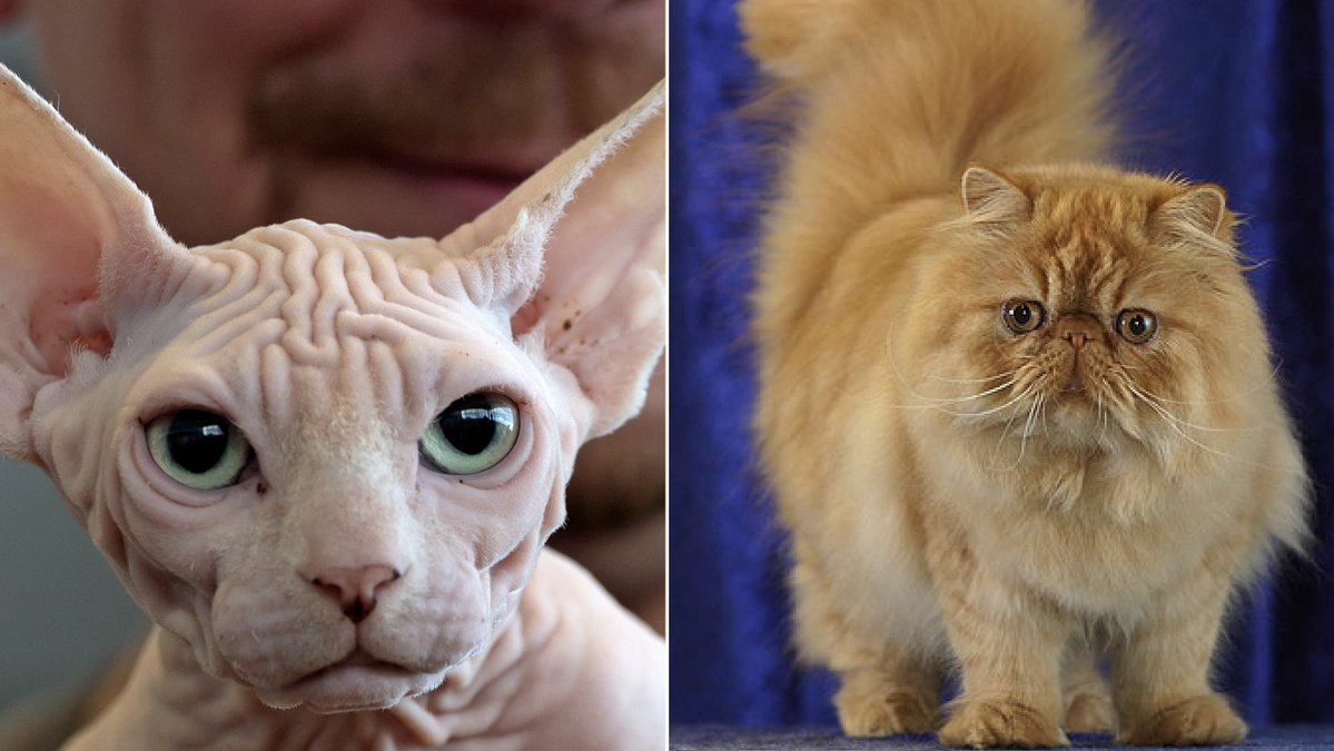 Funderar du på att köpa katt? 