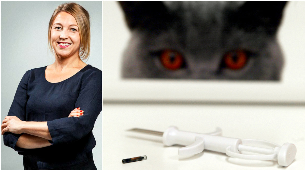 Katt som tittar på ID-chip