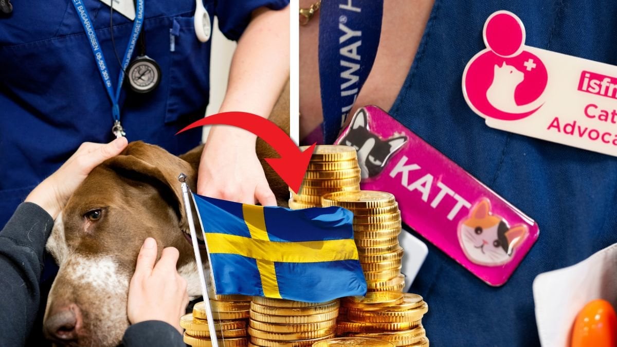 Hund och veterinär.