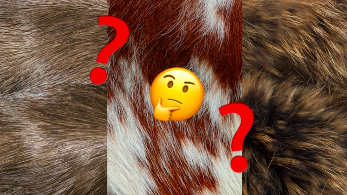 Vilket-djur-tillhor-palsen?
