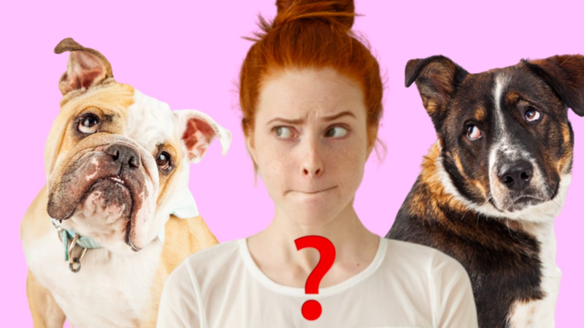 Brukar-din-hund-ignorera-dig-Har-ar-forklaringen