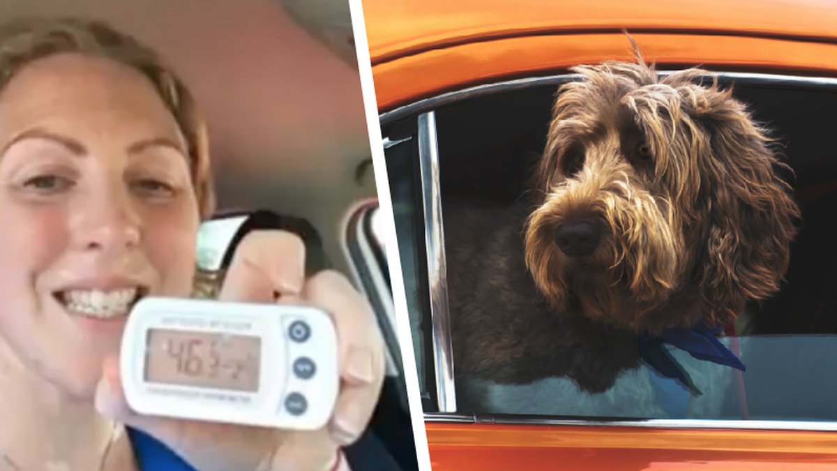 En veterinär som låser in sig i sin bil för att visa hur varmt det blir under en värmebölja.