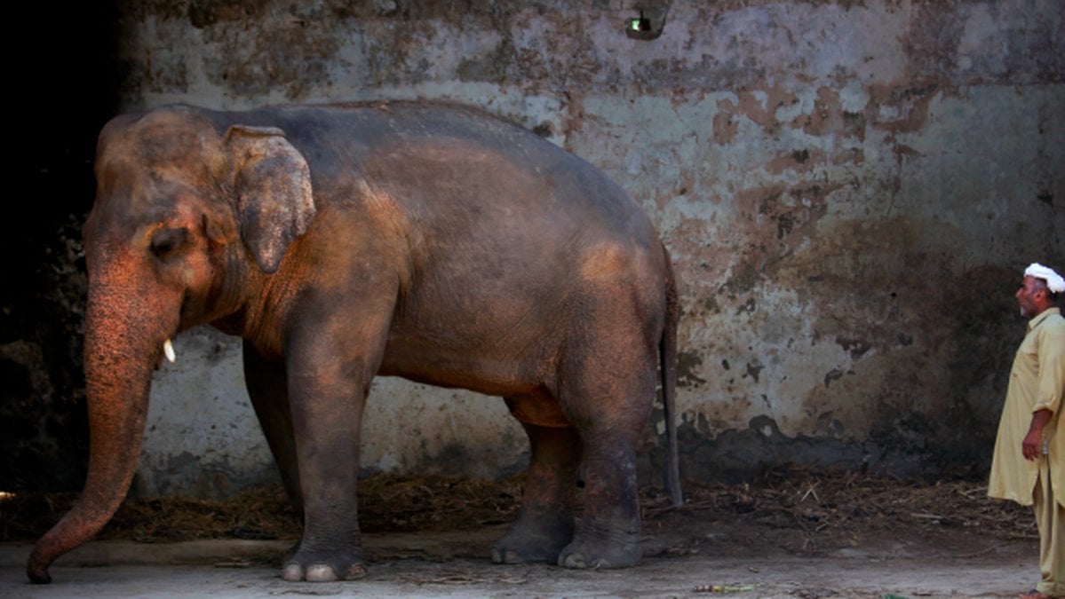 Elefanten-Kaavan-far-flytta