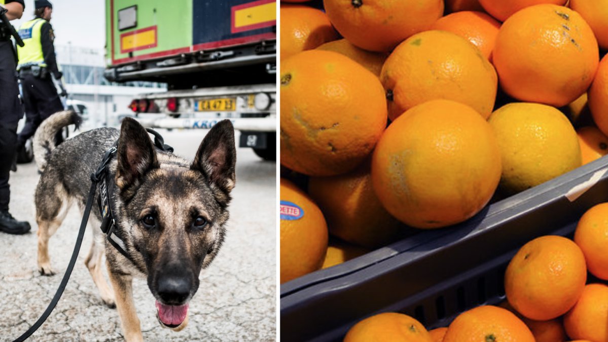 Tramadoltabletterna gömdes bland clementiner och apelsiner.