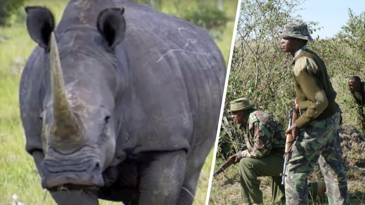 Noshörningen blev skjuten för 1 cm horn och efterlämnar sin lilla kalv.