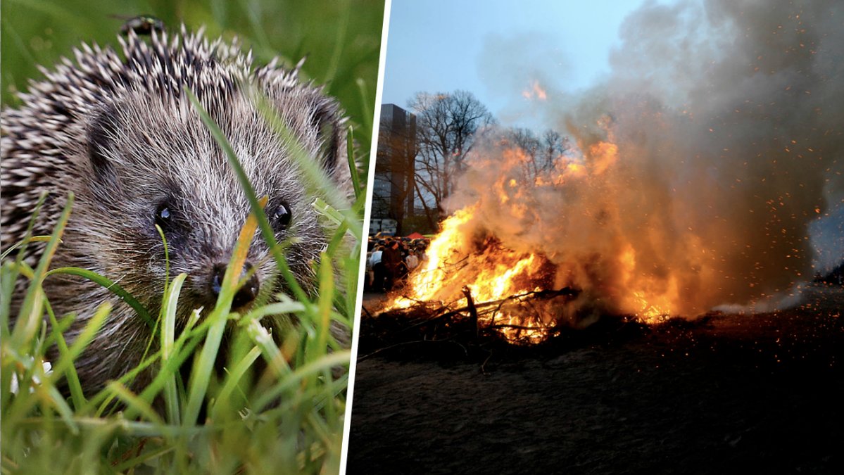 Så skyddar du igelkottarna från att brinna inne under valborg