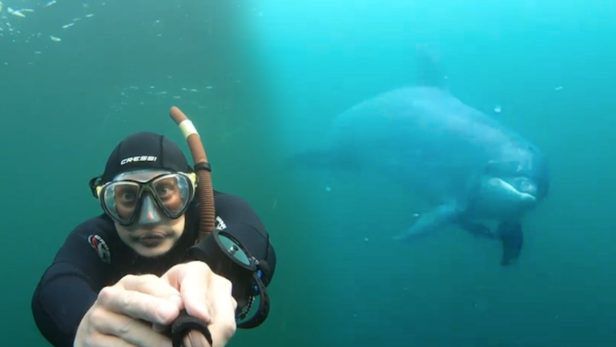 Dykarna lyckades fånga den vilda delfinen på film