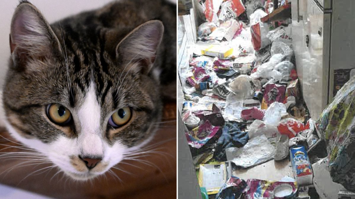 Lägenheten i Malmö var fylld av skräp. Katten på bilden har inget med artikeln att göra. 