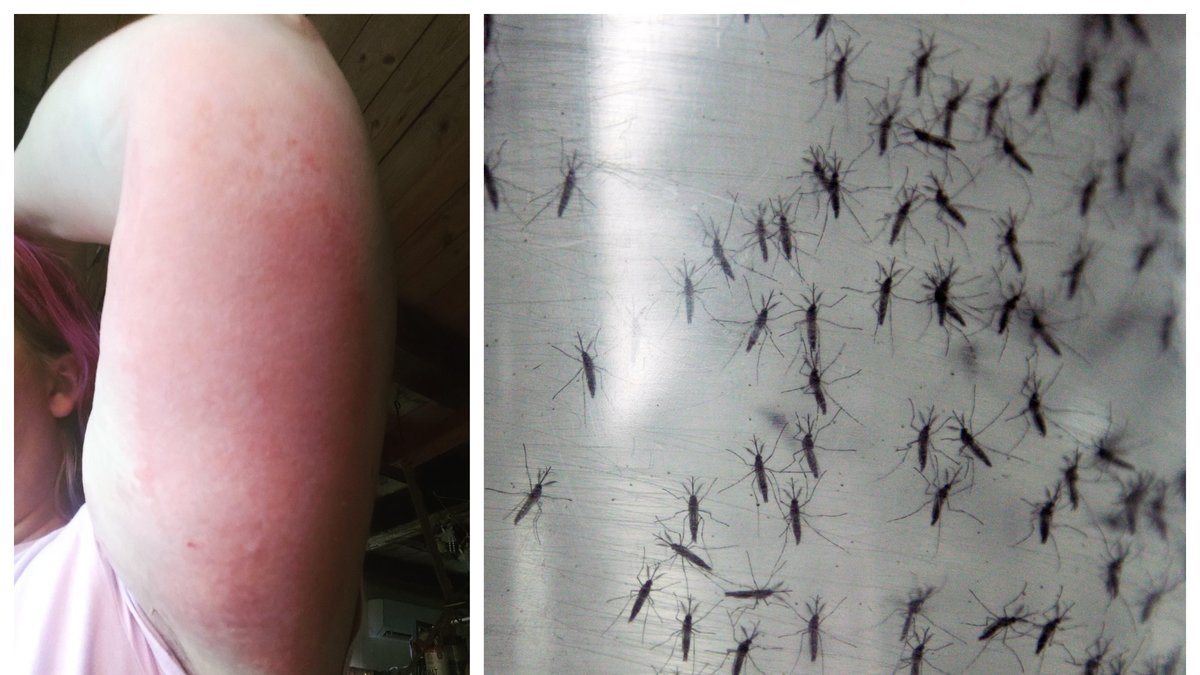 Mygginvasionen i Nedre Dalälven gör vardagen olidlig för de boende.