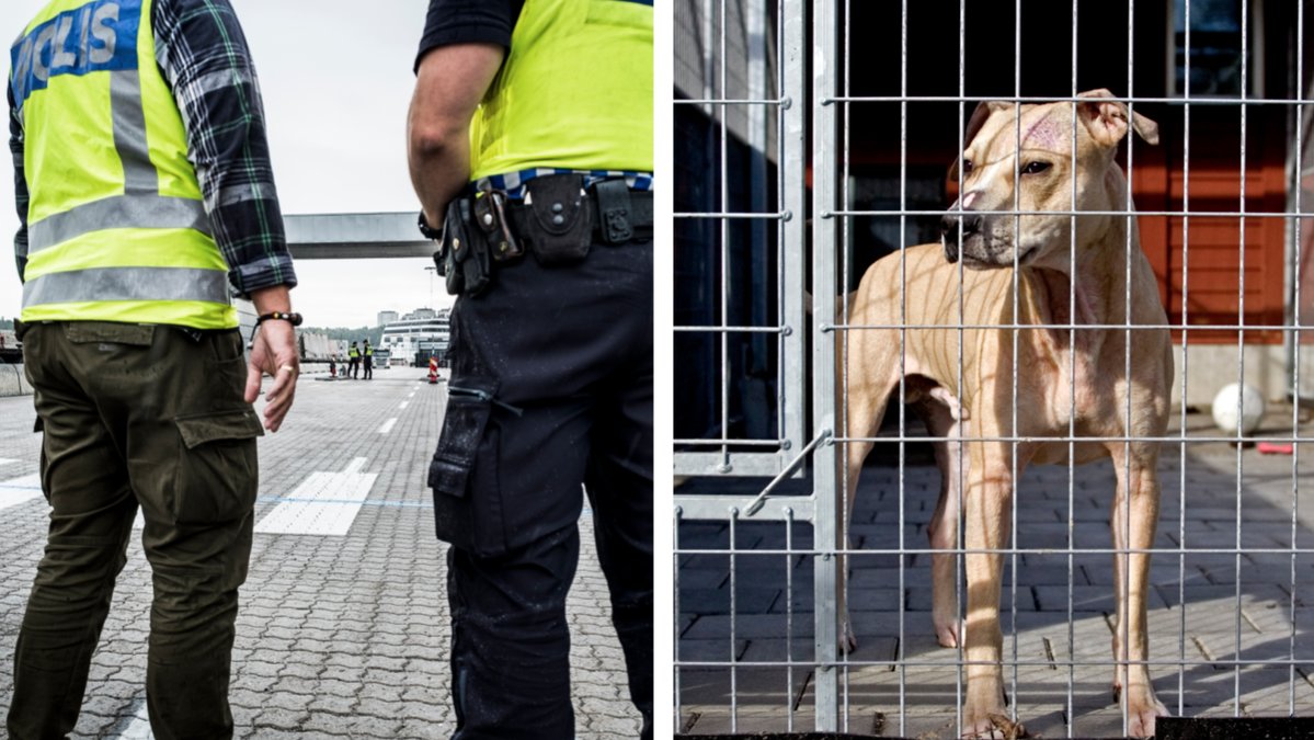 Många av de smuggeldjur som omhändertas avlivas. Genrebild.