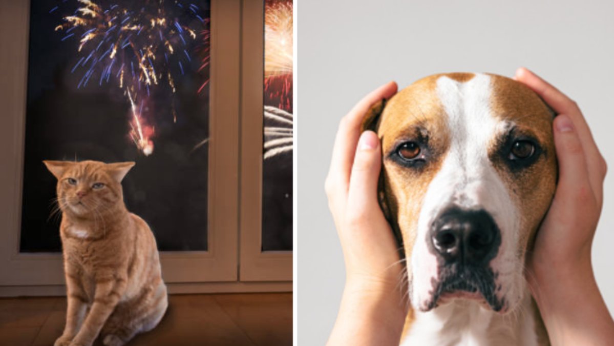 Nu gäller det att vara extra vaksam och hjälpa dina djur inför Nyårsafton.