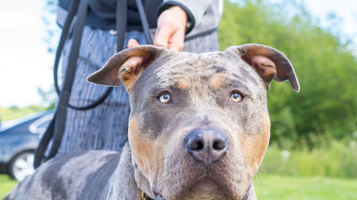 American XL bully förbjuds i Storbritannien. 