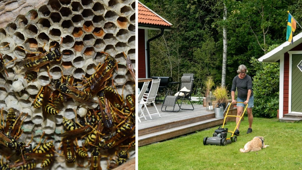 Getingbo och en kvinna som klipper gräsmattan i en trädgård.