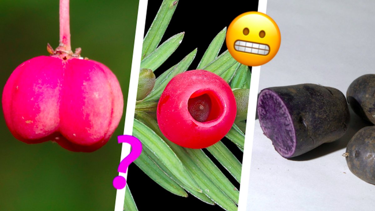 Kan-frukten-pa-bilden-doda-dig