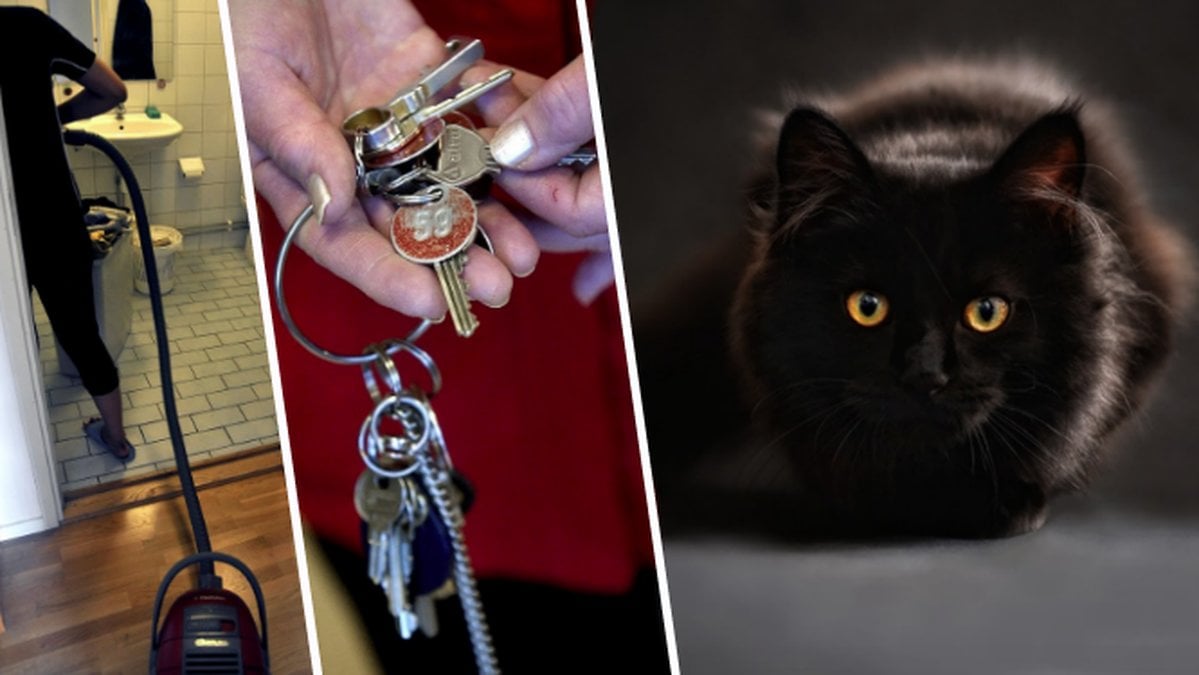 dammsuga, nycklar, katt