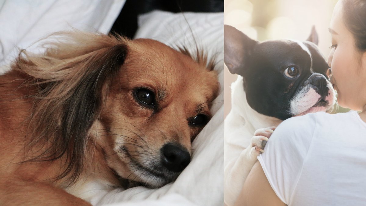 Sa-vet-du-om-din-hund-har-panikangest