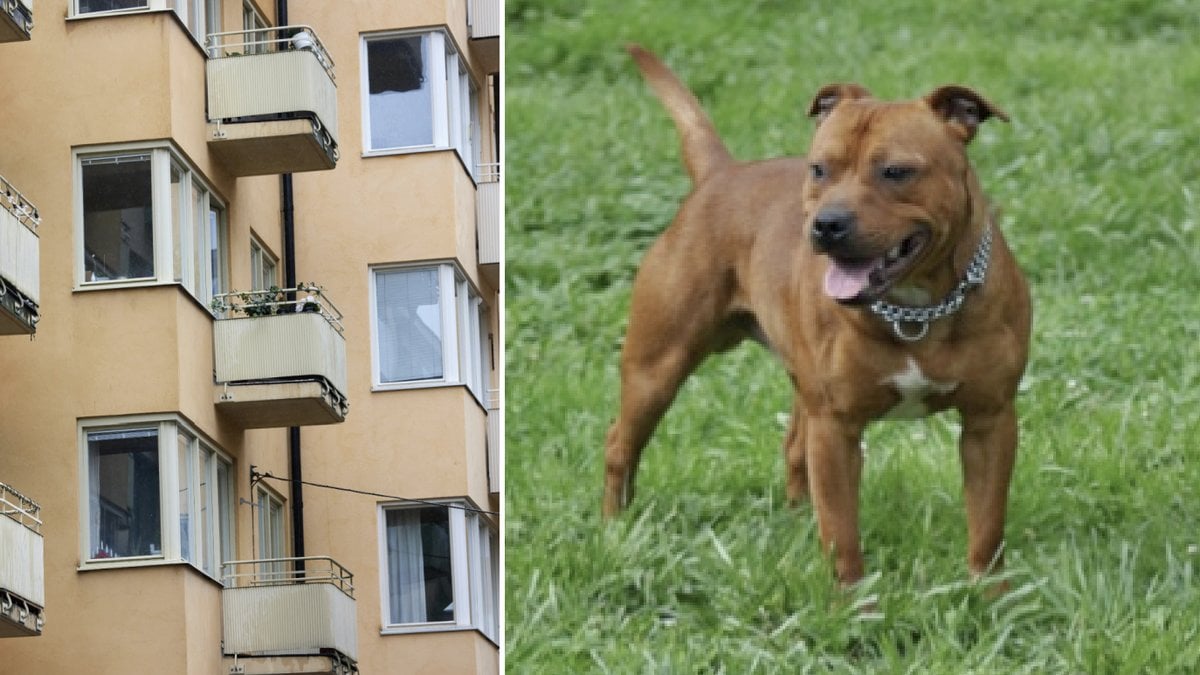 Amstaff räknas till gruppen kamphundar. 