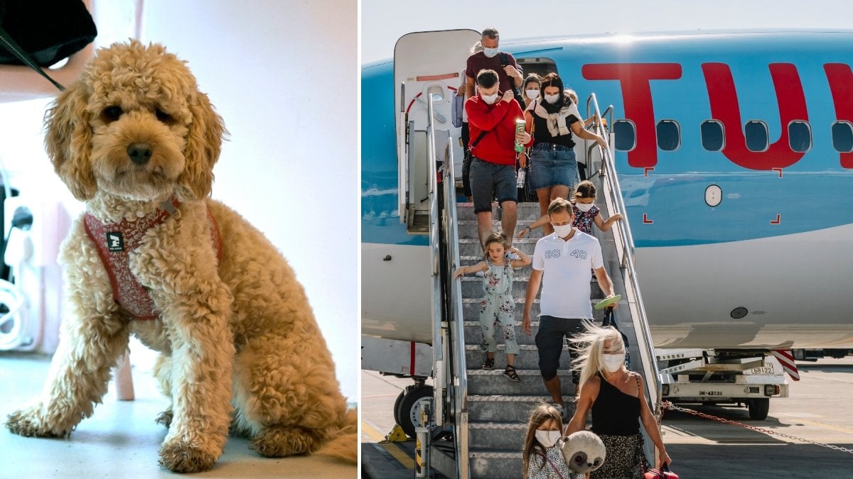 hund-pa-flyg-tillatet