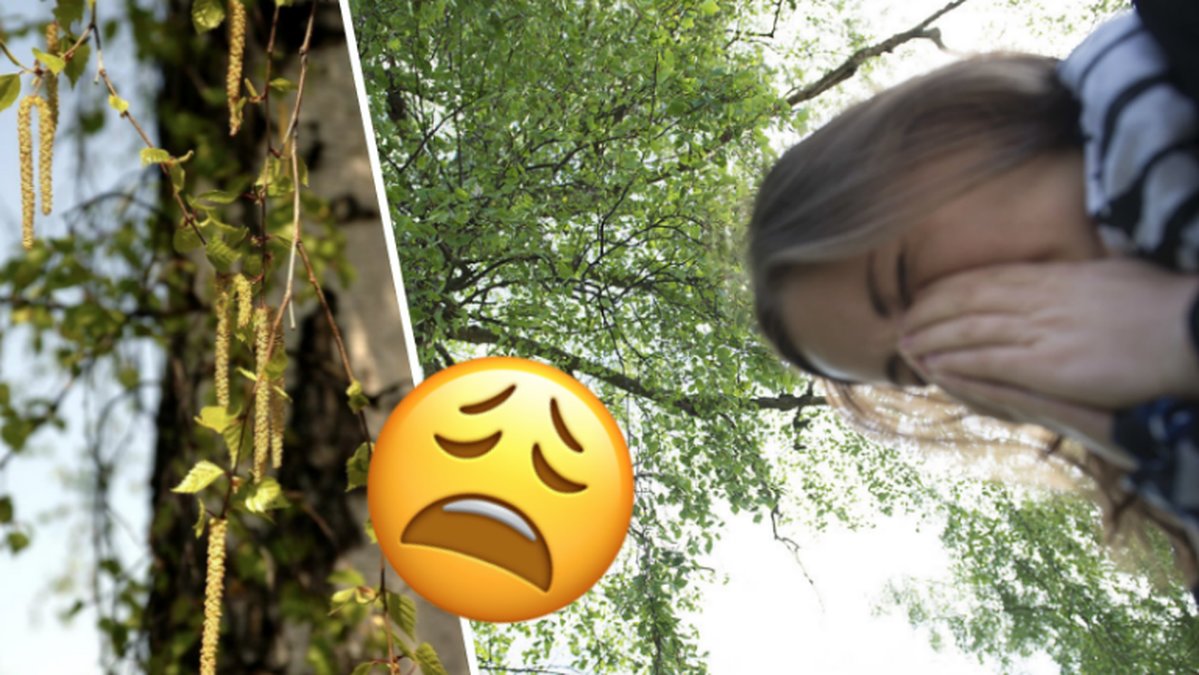 Tjej som nyser, björk
