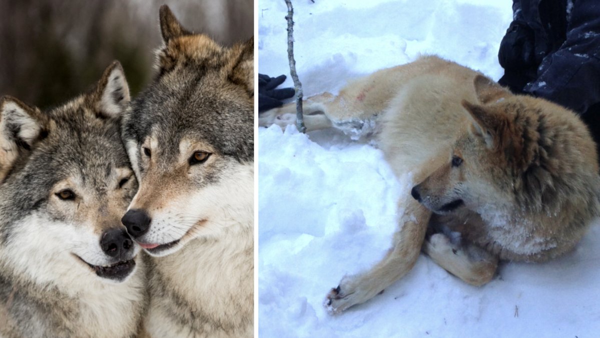 Årets licensjakt på varg pågår för fullt.