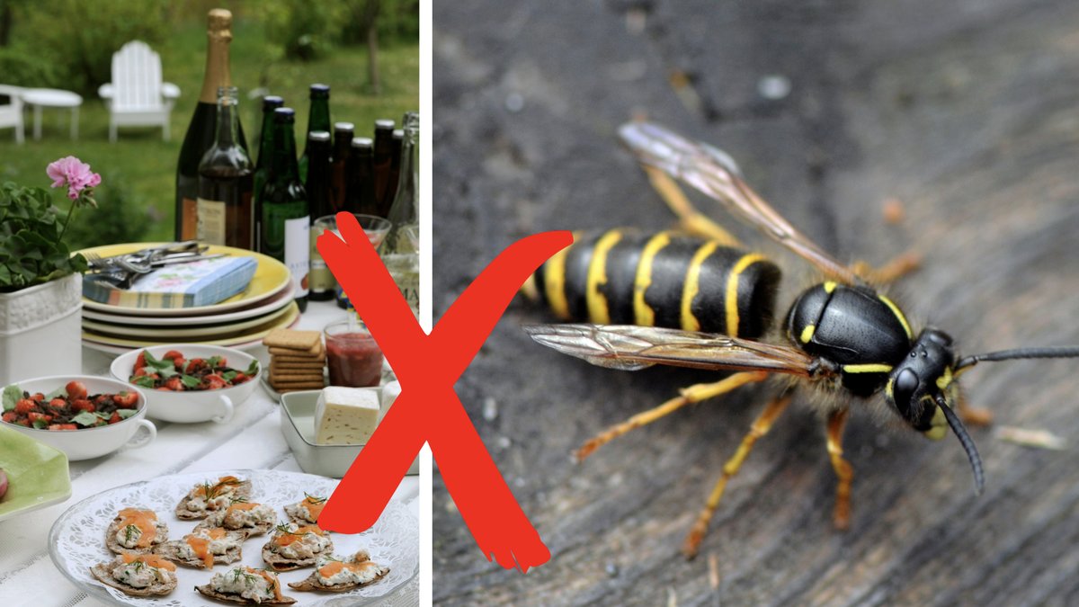 Hur slipper man getingar? Här är experternas knep och tips!