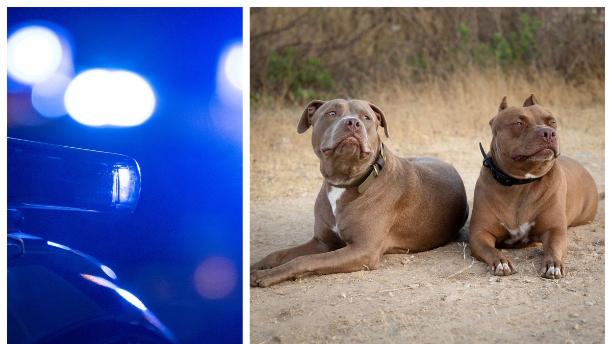 Den 89-åriga kvinnan avled av sina skador. Bilden till höger är en genrebild på två pit bullterriers.