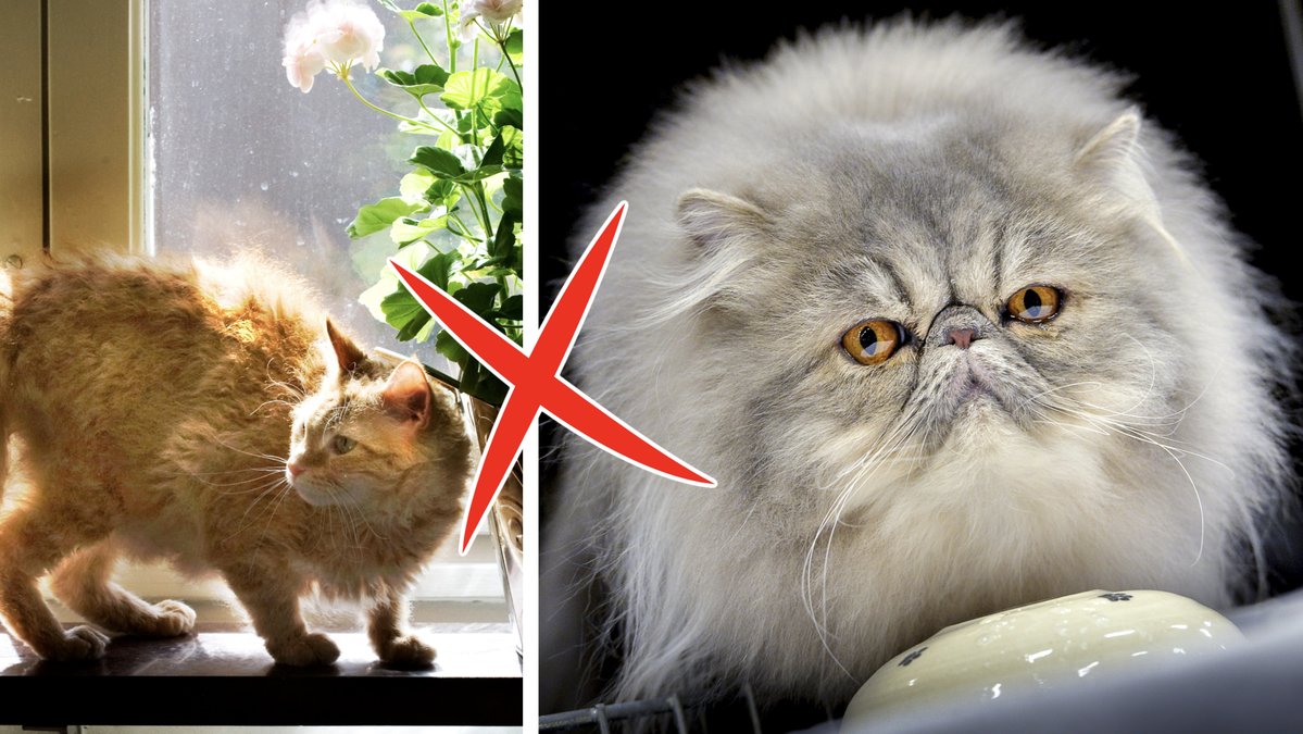 Katten har preferenser precis som du. 