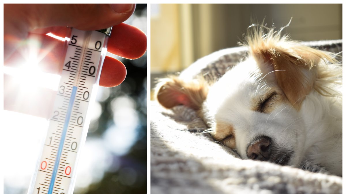Hundar kan drabbas av värmeslag.