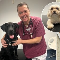 Professor och hundar. Bild på piller till höger