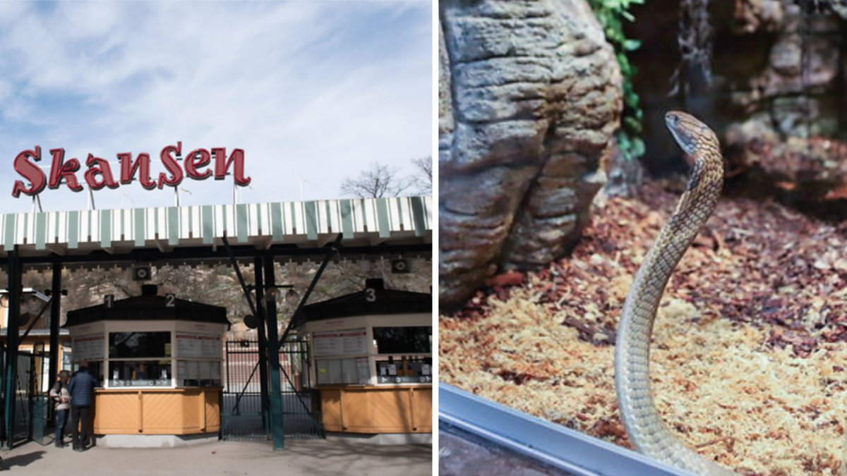 Sökandet efter kungskobran på rymmen fortsätter.