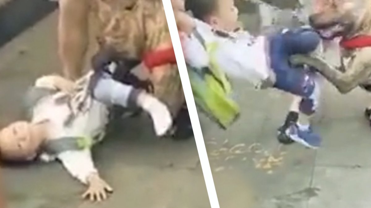 Pojken attackeras av pitbull 