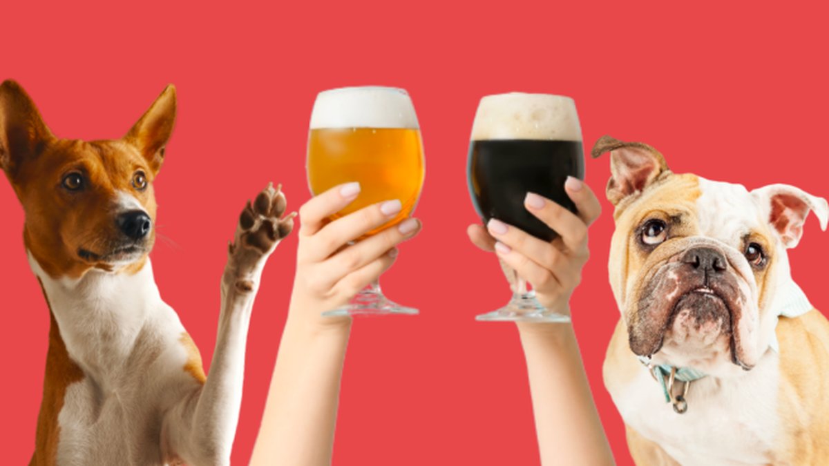 Adoptera-en-hund-fa-ol-for-1000-kronor