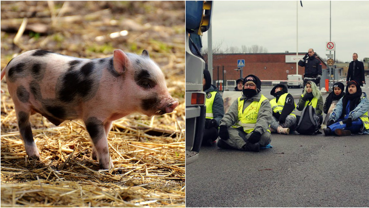 Djurättsaktivistgruppen Tomma burar stoppade under måndagen en lastbil fylld med grisar på väg till slakteriet i Kristianstad.