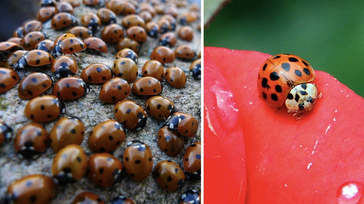 Harlekinnyckelpigan är en ovälkommen gäst i den svenska faunan