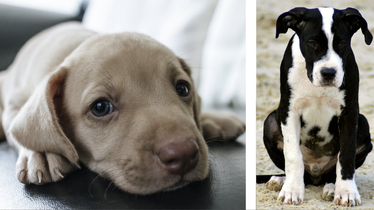 Sa-sorjer-hundar-forlorade-familjemedlemmar