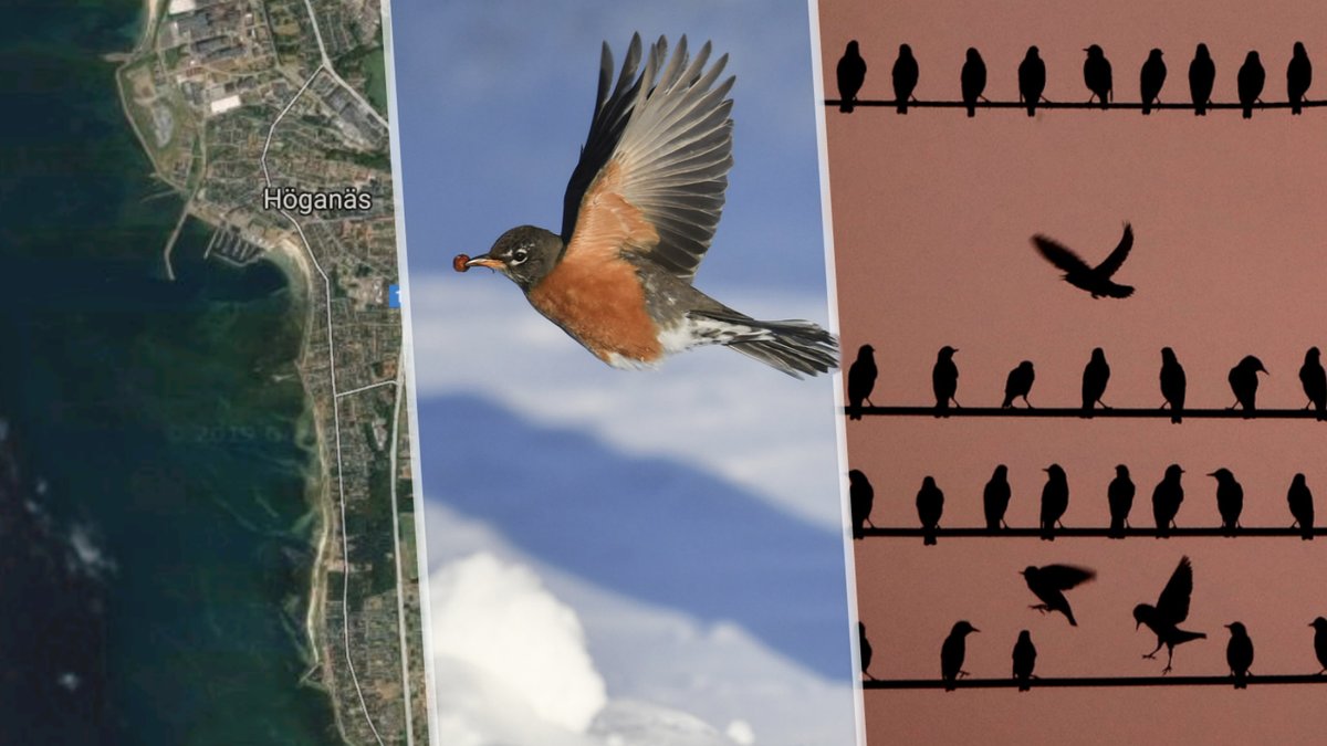 Fåglar ihjälskjutna med pil i Höganäs