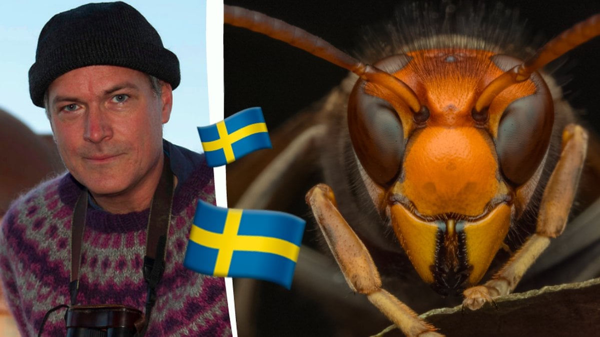 Asiatiska bålgetingar