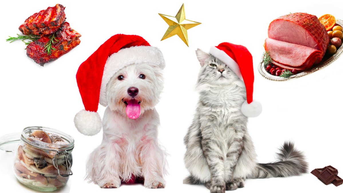 Julmat-din-hund-eller-katt-aldrig-far-ata