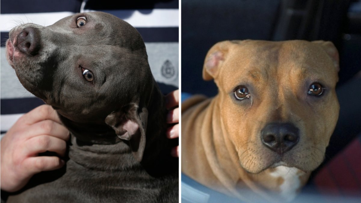 Efter den dödliga attacken vill flera personer förbjuda hundrasen i landet.