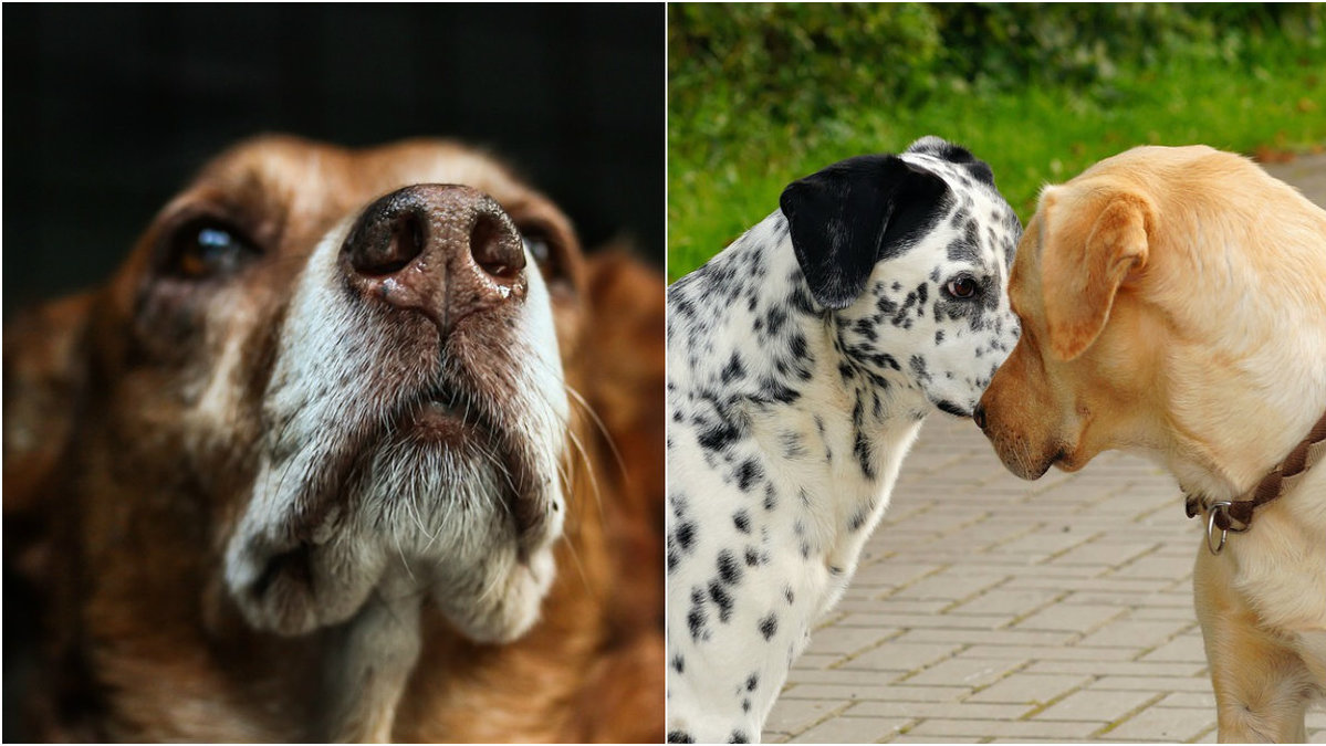 Advokaten förklarar vad som händer om din hund biter en annan hund. 