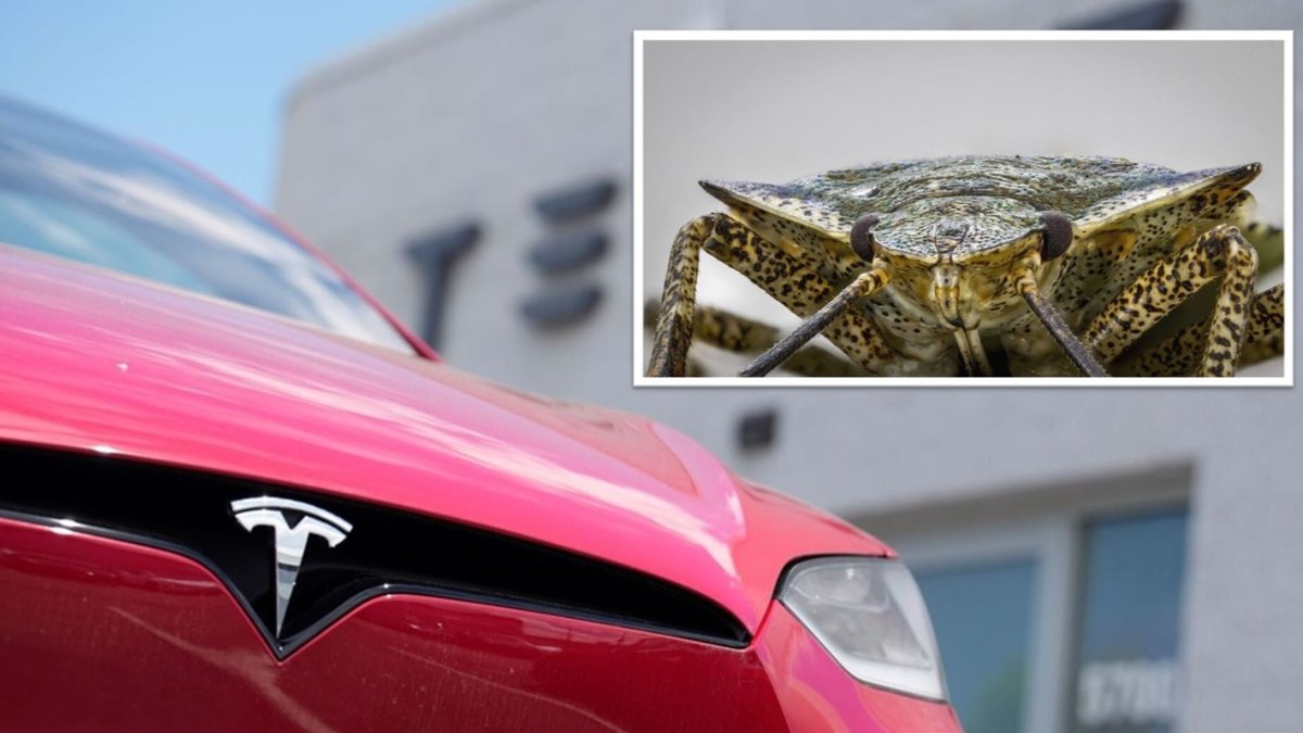 Tesla och bärfis