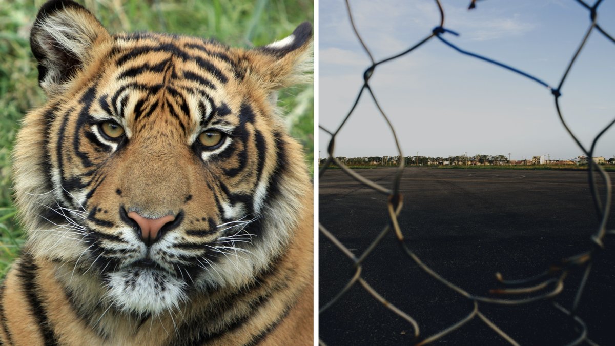 Tiger på rymmen – attackerade man
