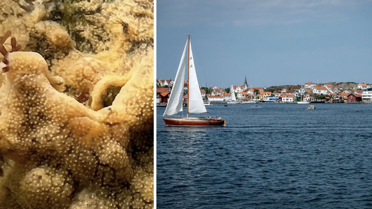 Havsspya i Sverige.