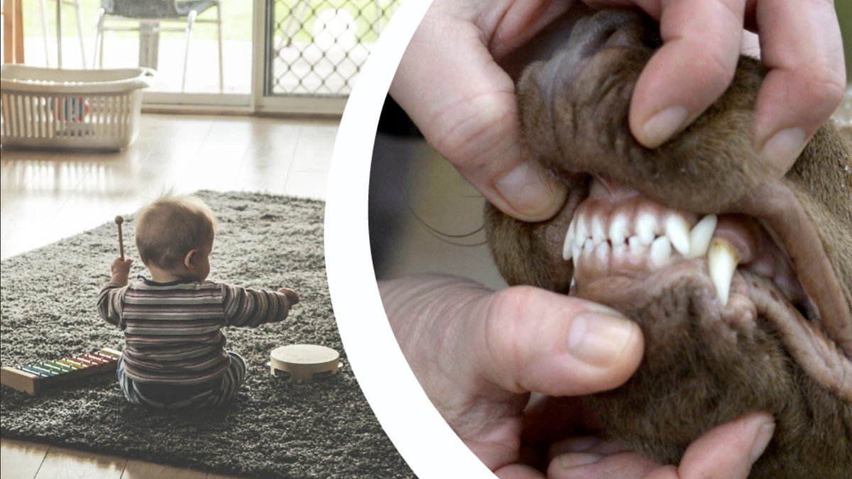 Farligaste hundrasen för barn