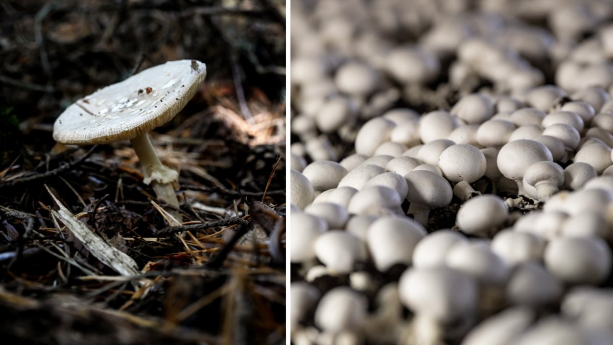 Den vita flugsvampen kan lätt förväxlas med champinjonen